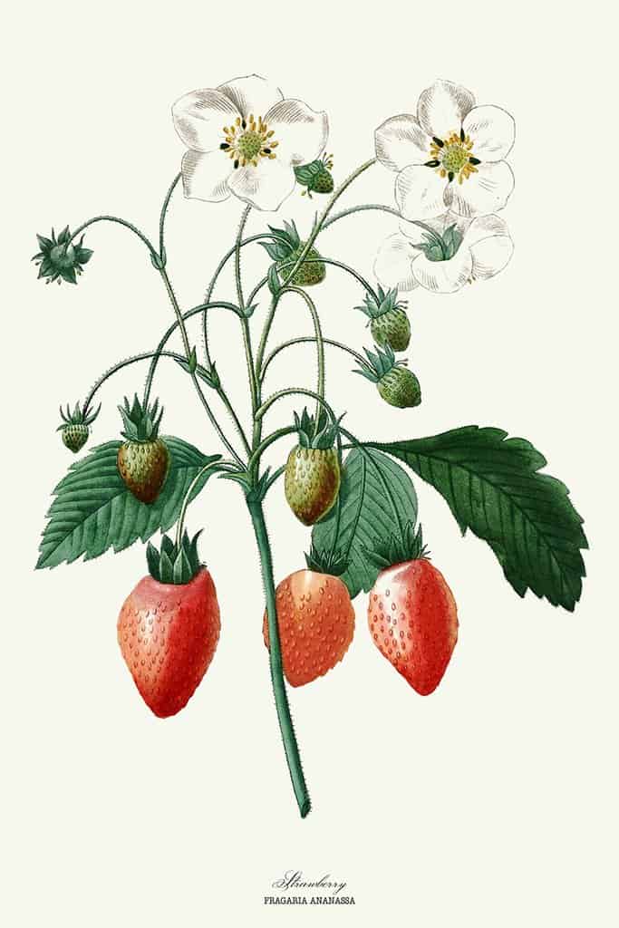 Onze meest geliefde zomervrucht: de aardbei