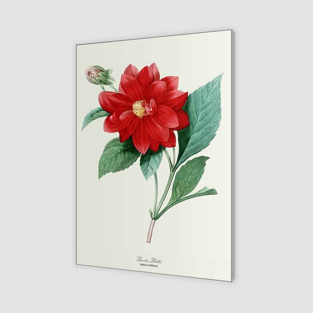 Garden Dahlia