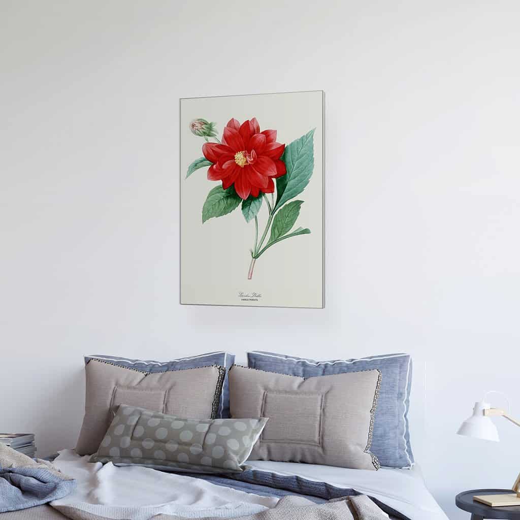 Garden Dahlia