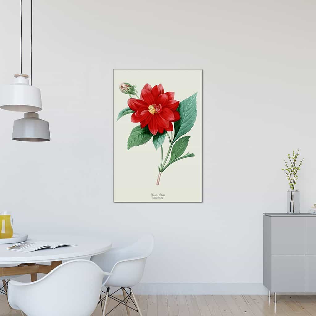 Garden Dahlia