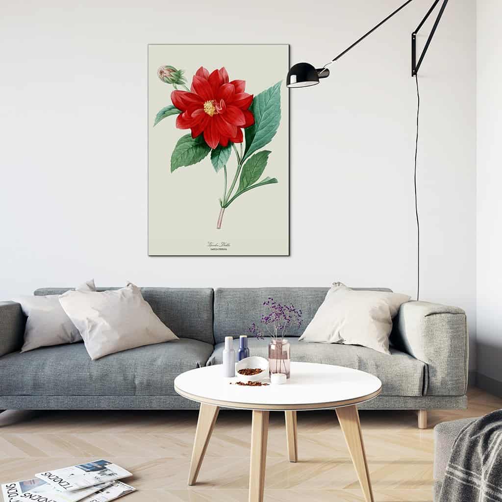 Garden Dahlia