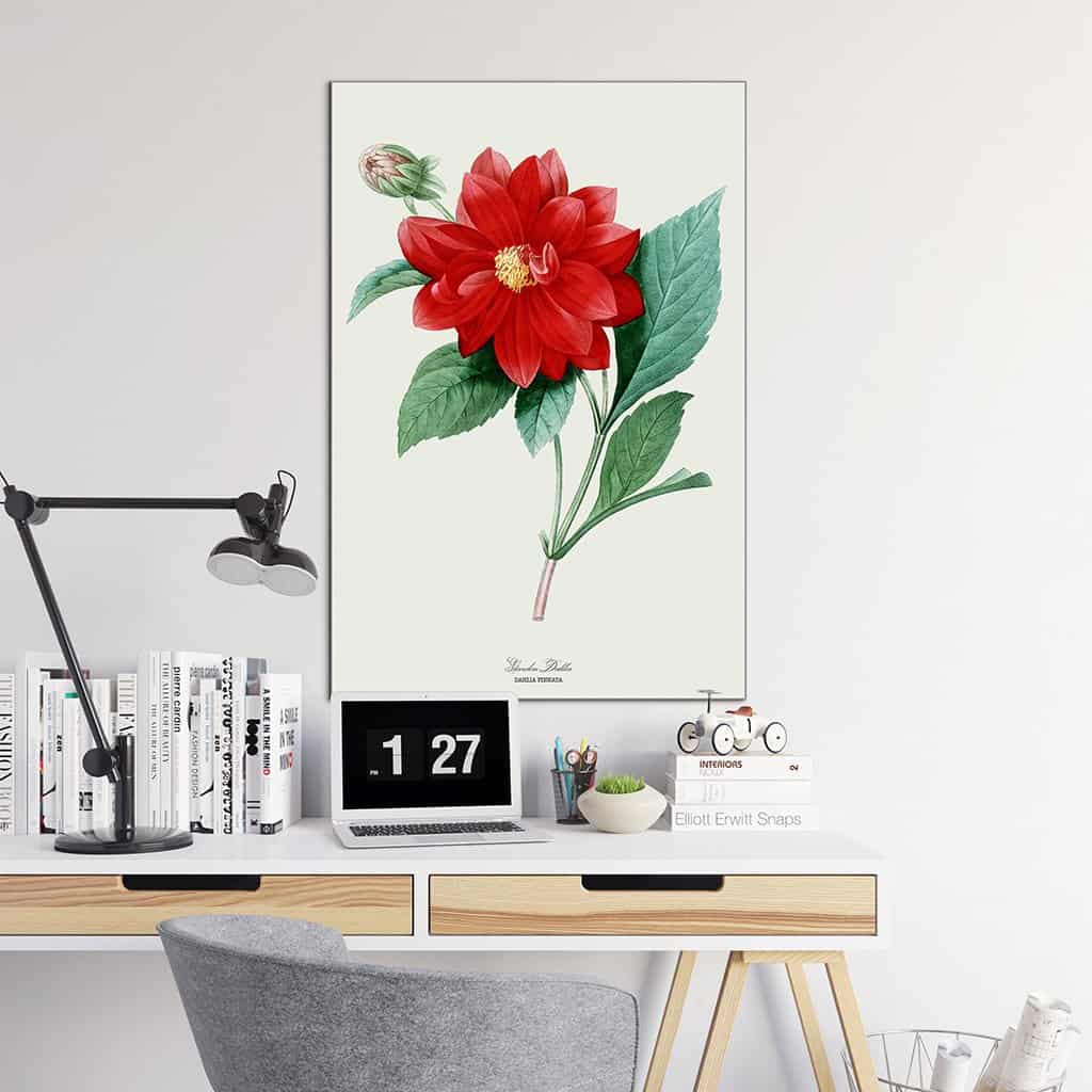 Garden Dahlia