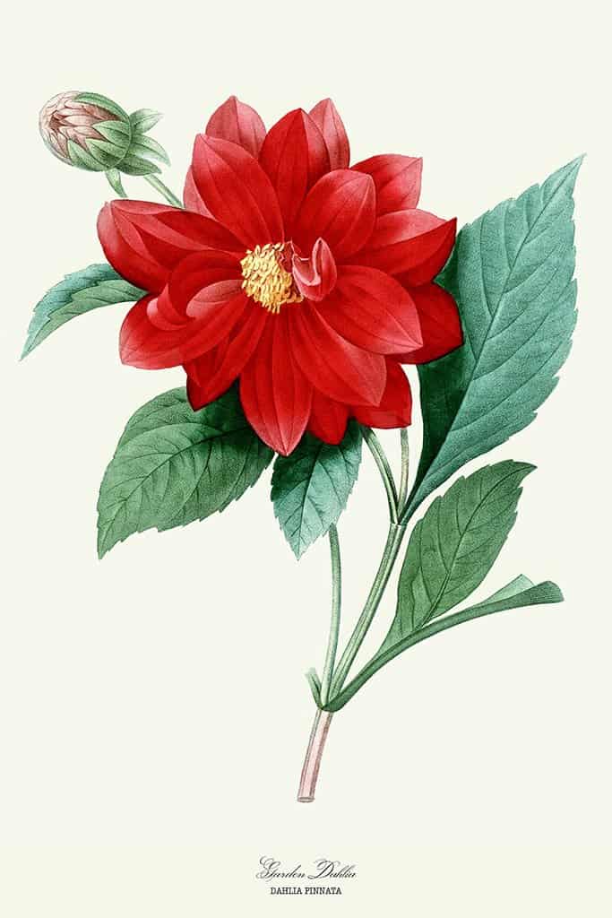 Garden Dahlia