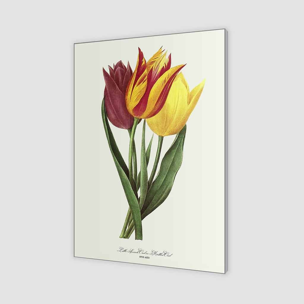 Tuin Tulp