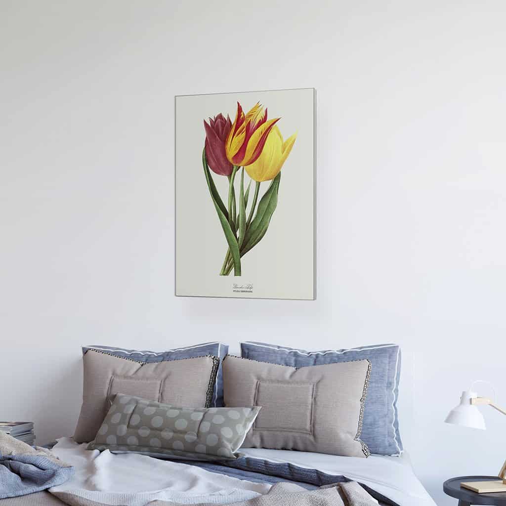 Tuin Tulp