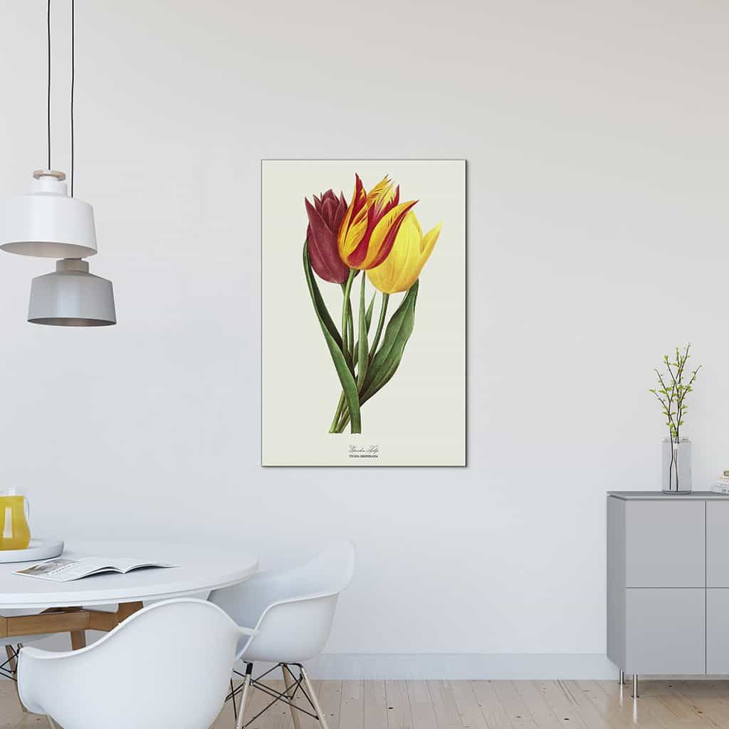 Tuin Tulp