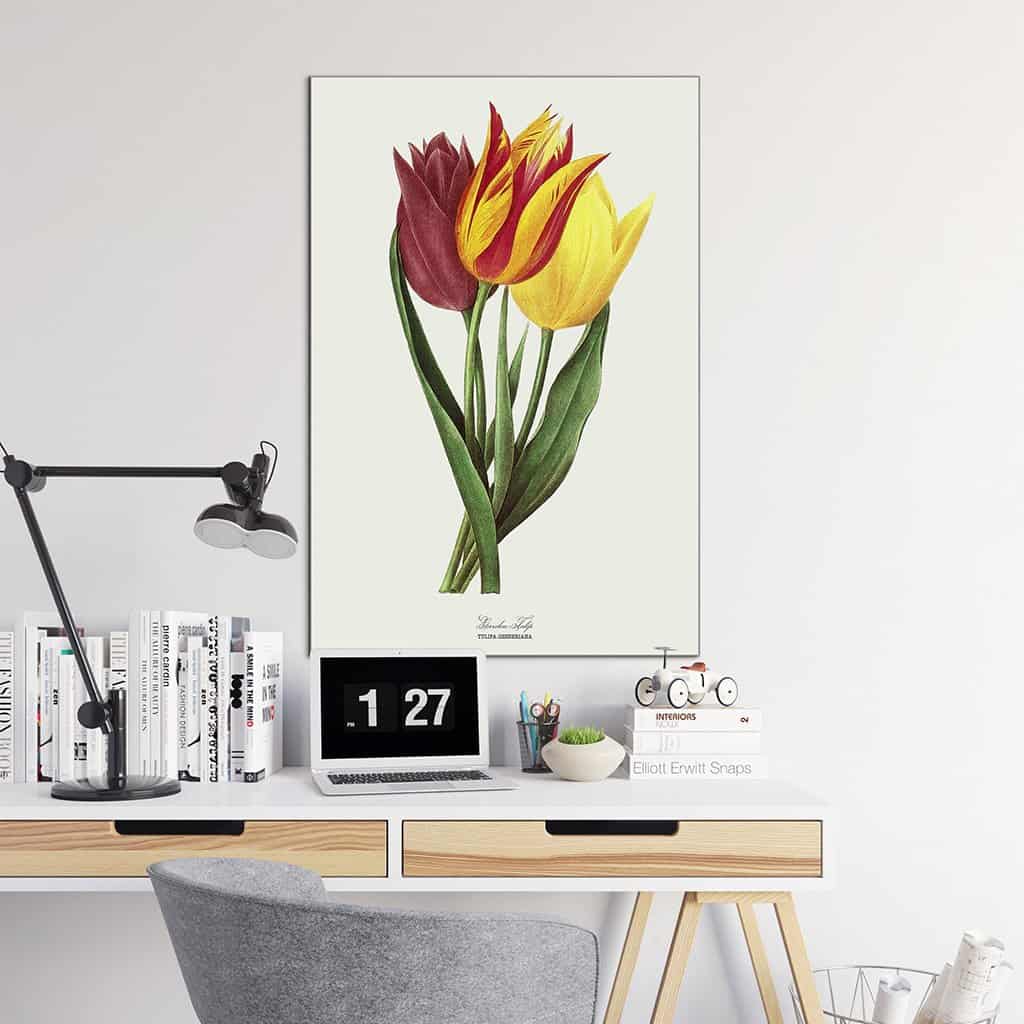 Tuin Tulp