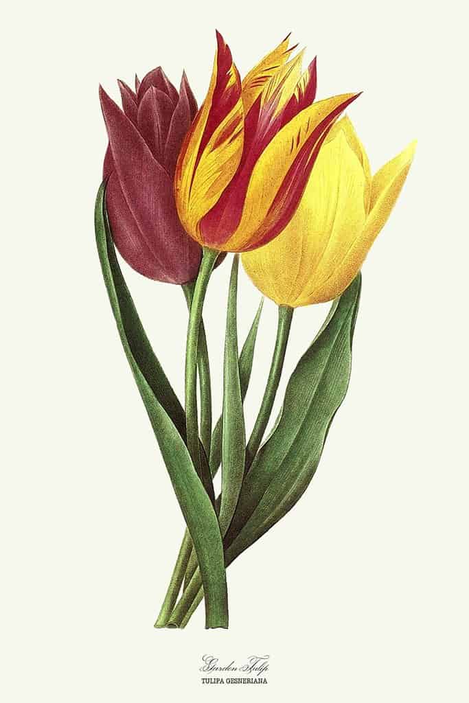 Tuin Tulp