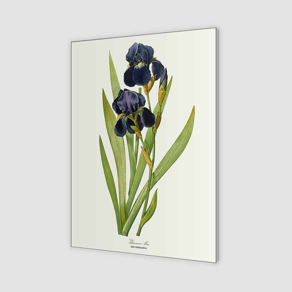 Duitse Iris