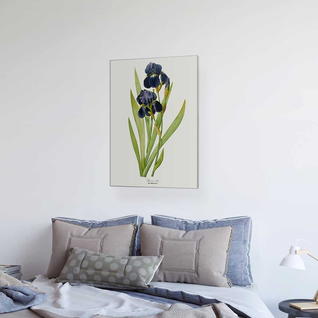 Duitse Iris