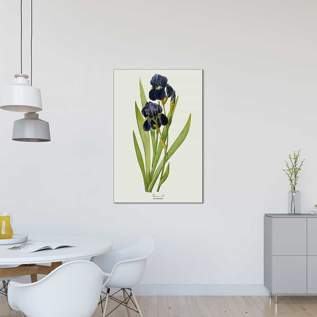 Duitse Iris