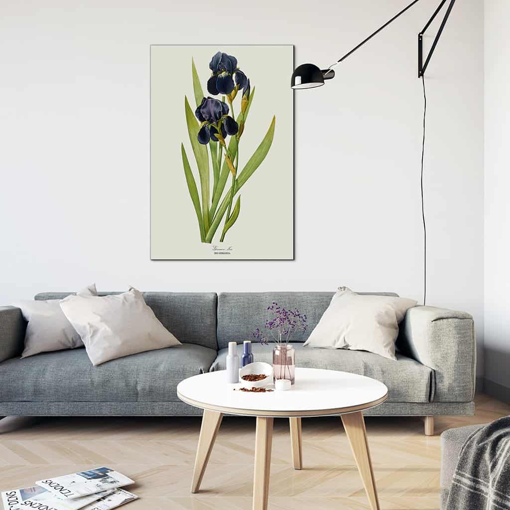 Duitse Iris