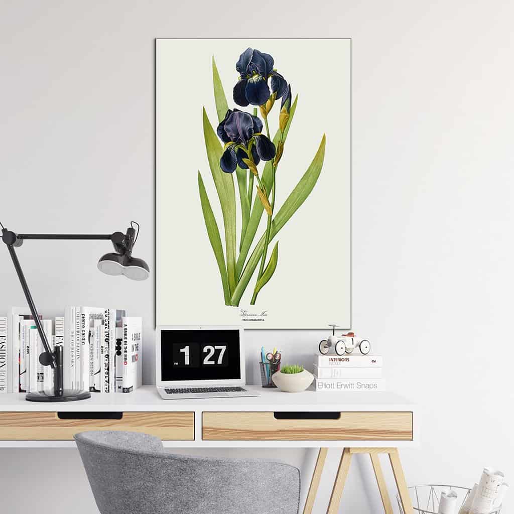 Duitse Iris