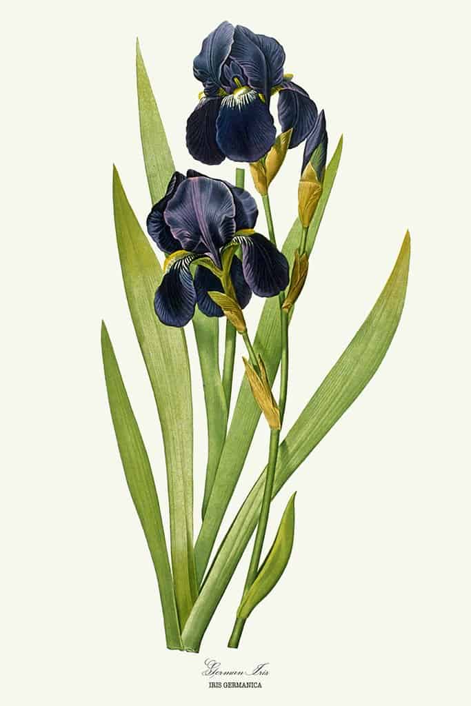 Duitse Iris