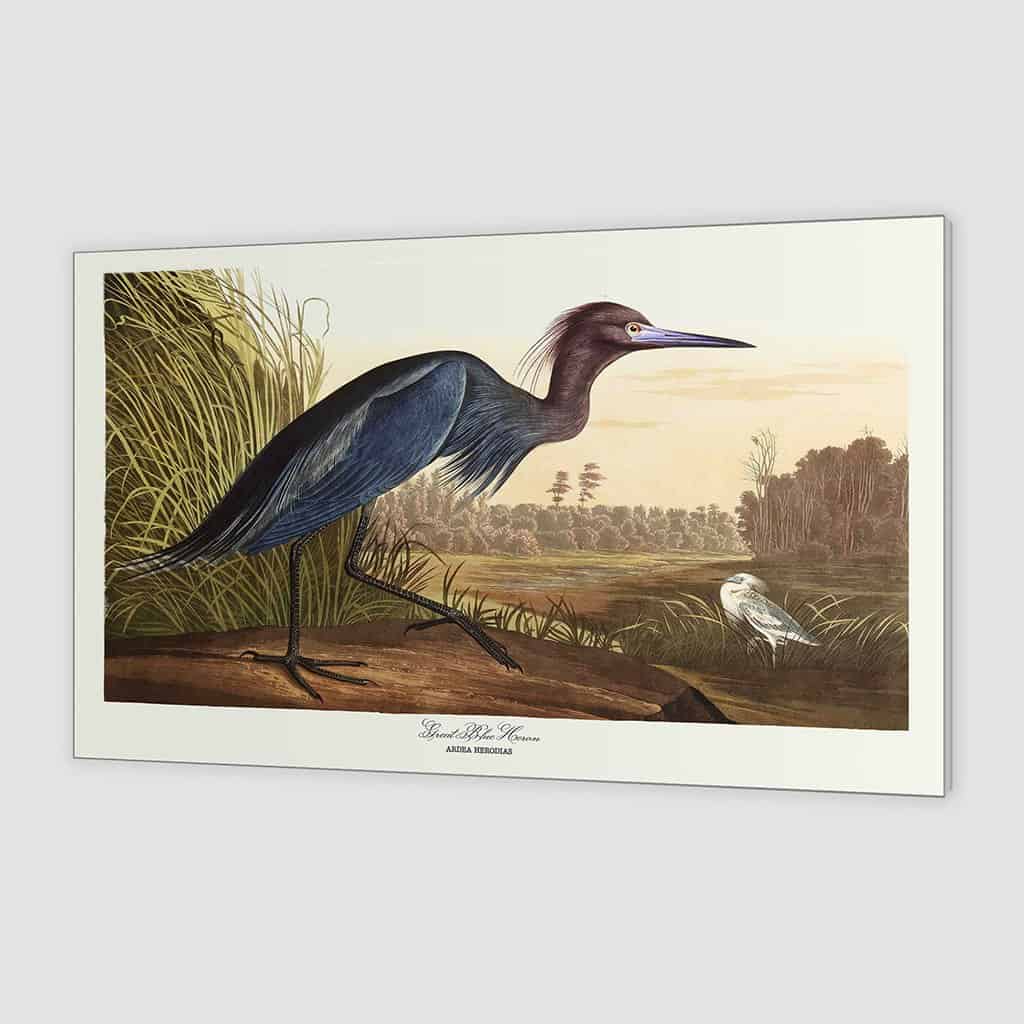 Grote blauwe reiger