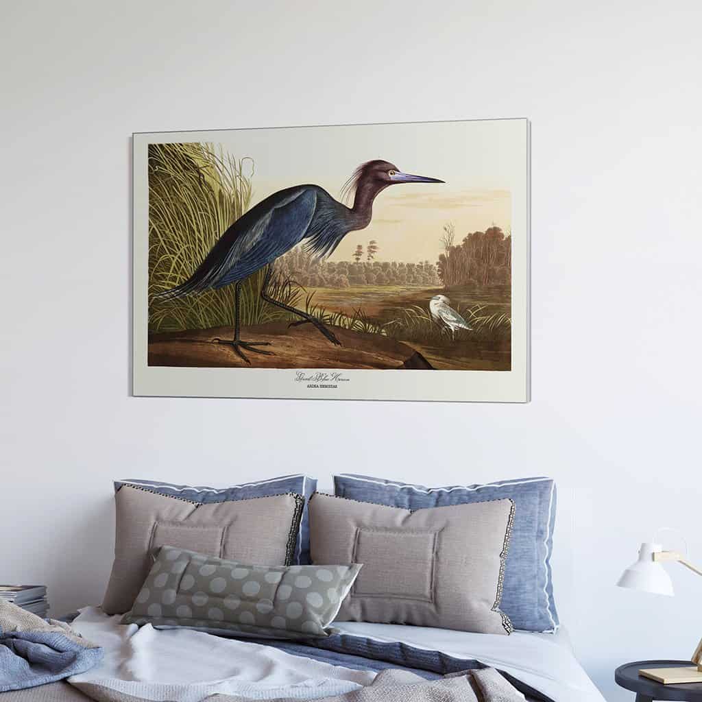 Grote blauwe reiger