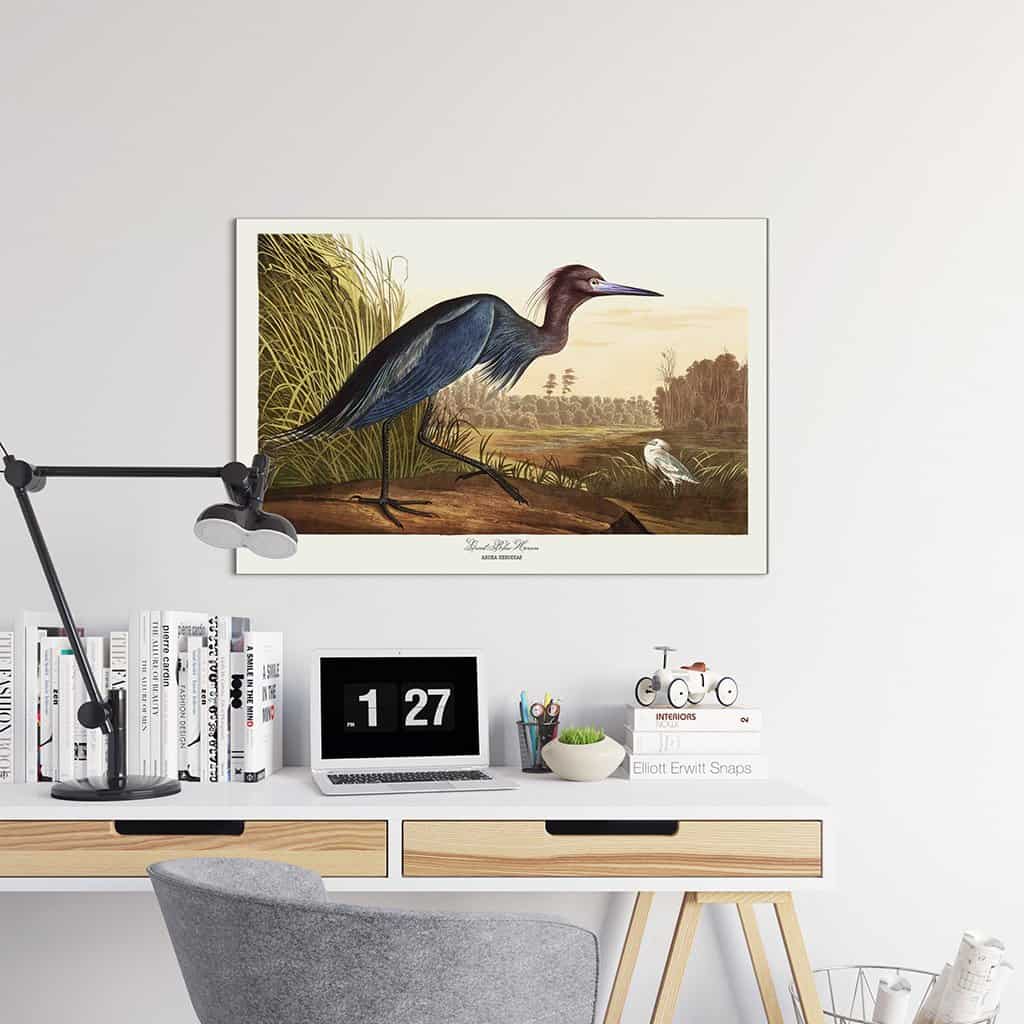 Grote blauwe reiger