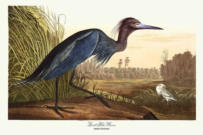 Grote blauwe reiger