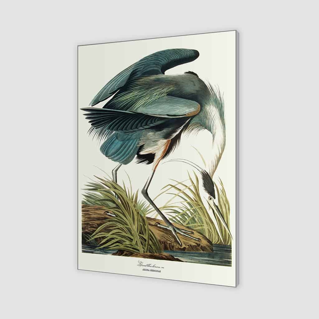 Grote blauwe reiger