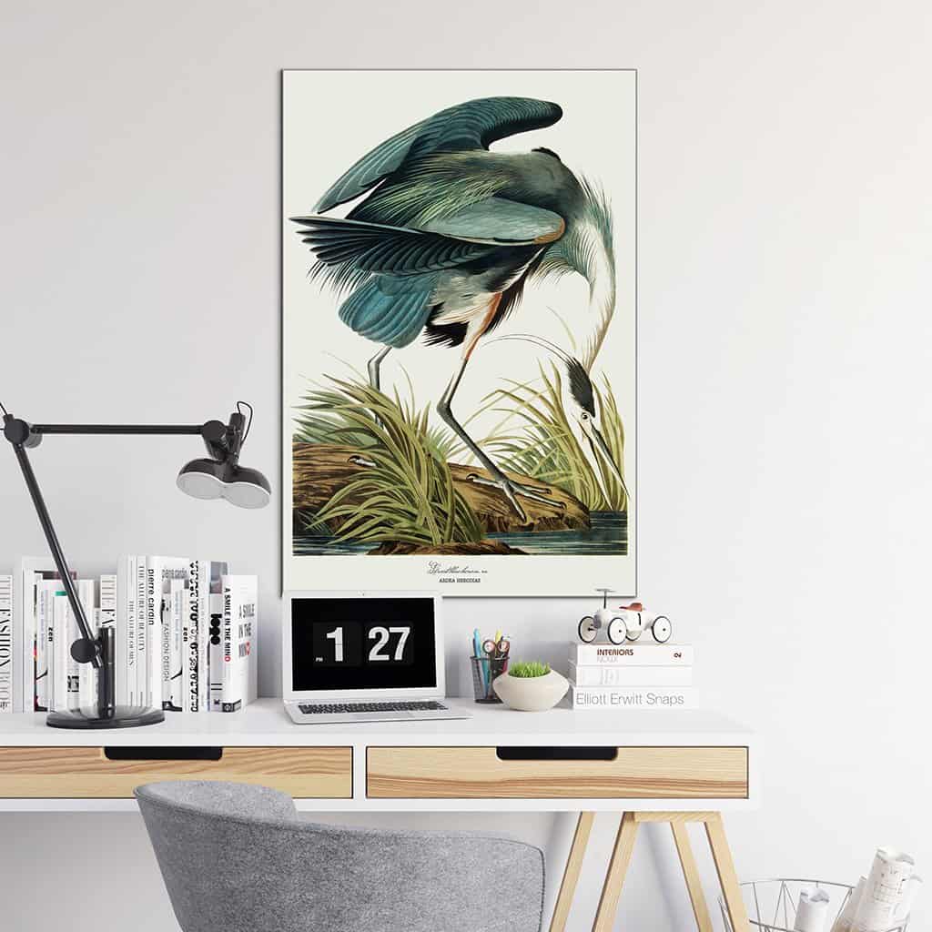 Grote blauwe reiger
