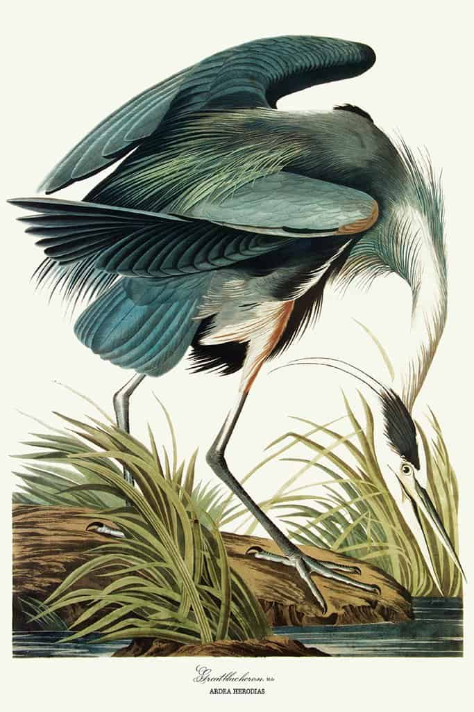 Grote blauwe reiger