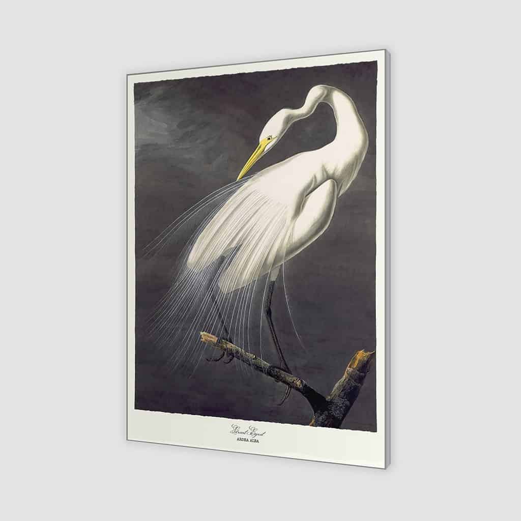 Grote zilverreiger