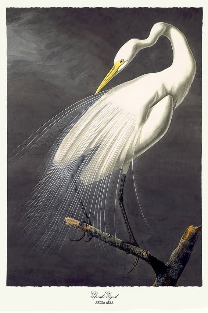 Grote zilverreiger