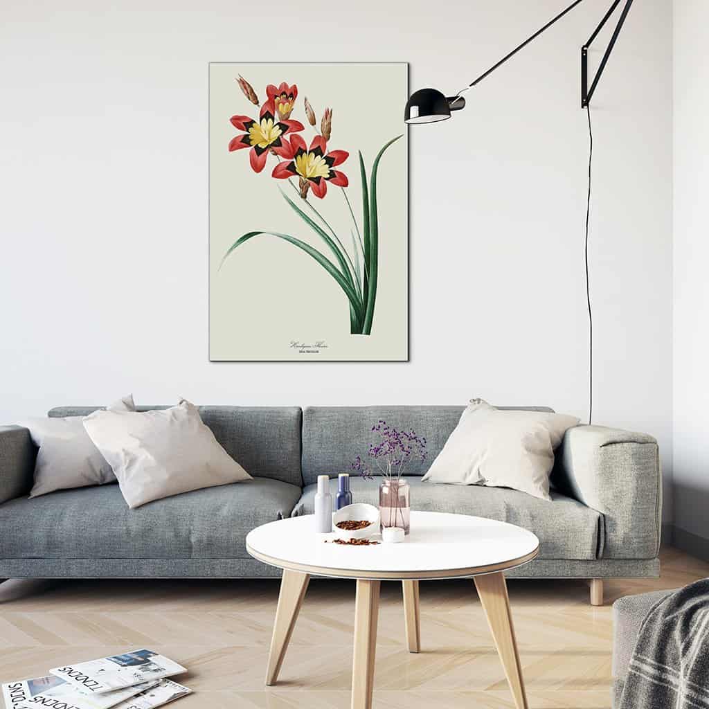 Harlekijn bloem