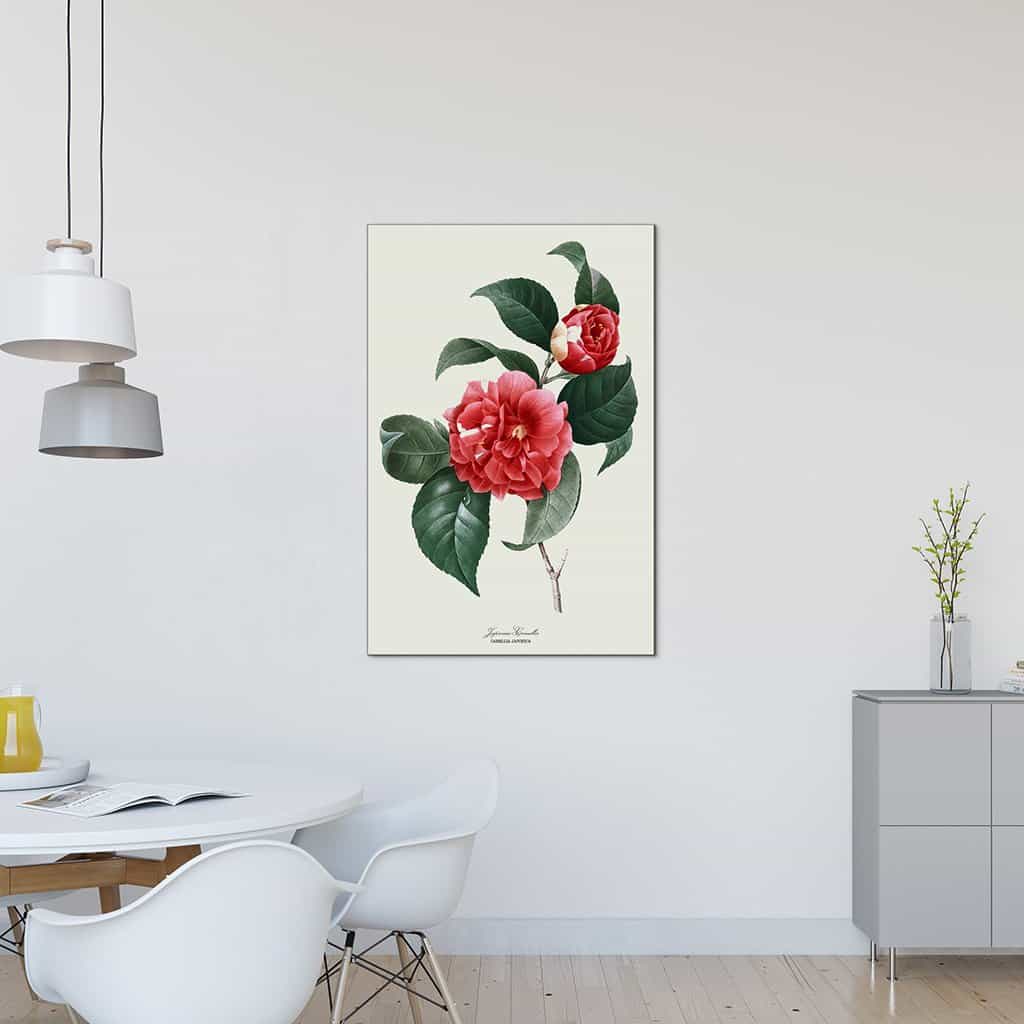 Japanse Camellia