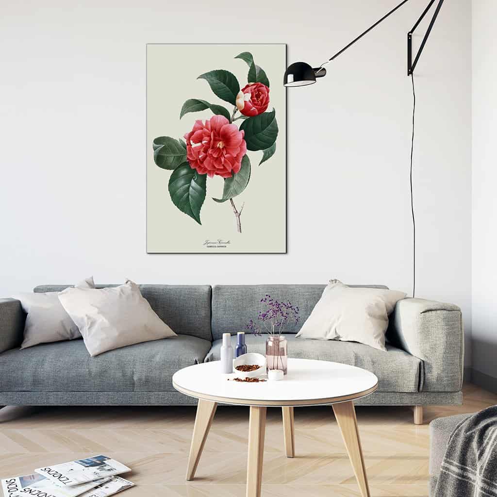 Japanse Camellia