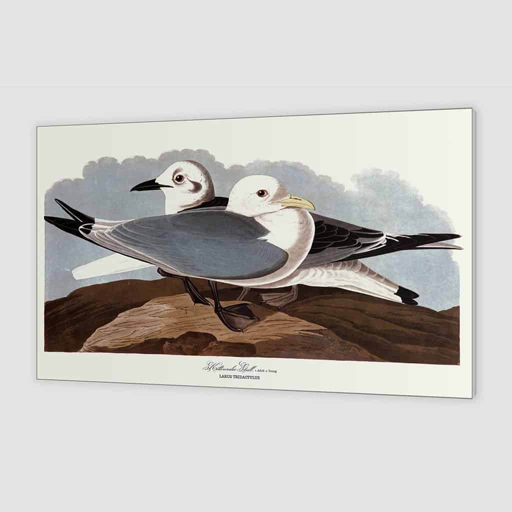 Kittiwake meeuw