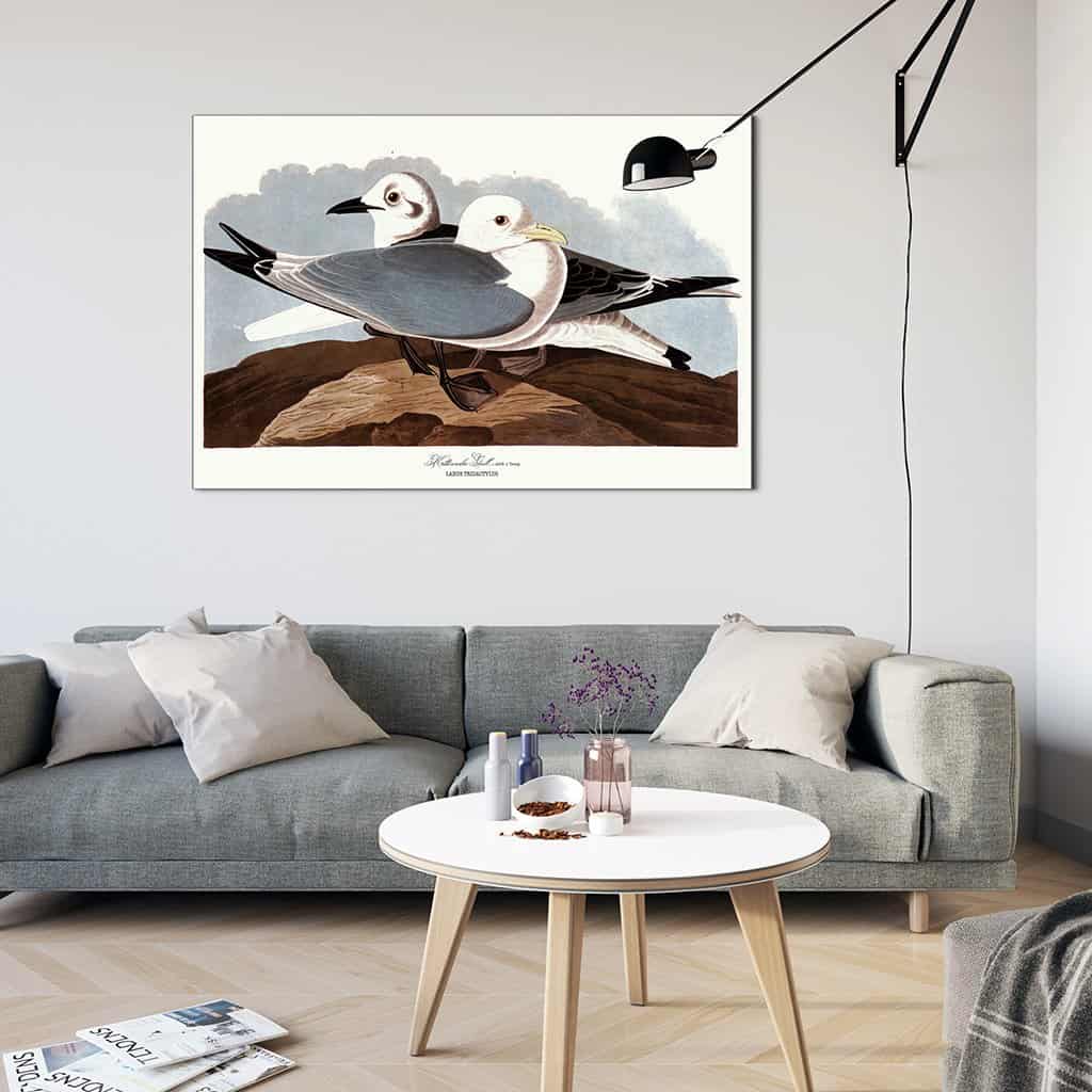 Kittiwake meeuw