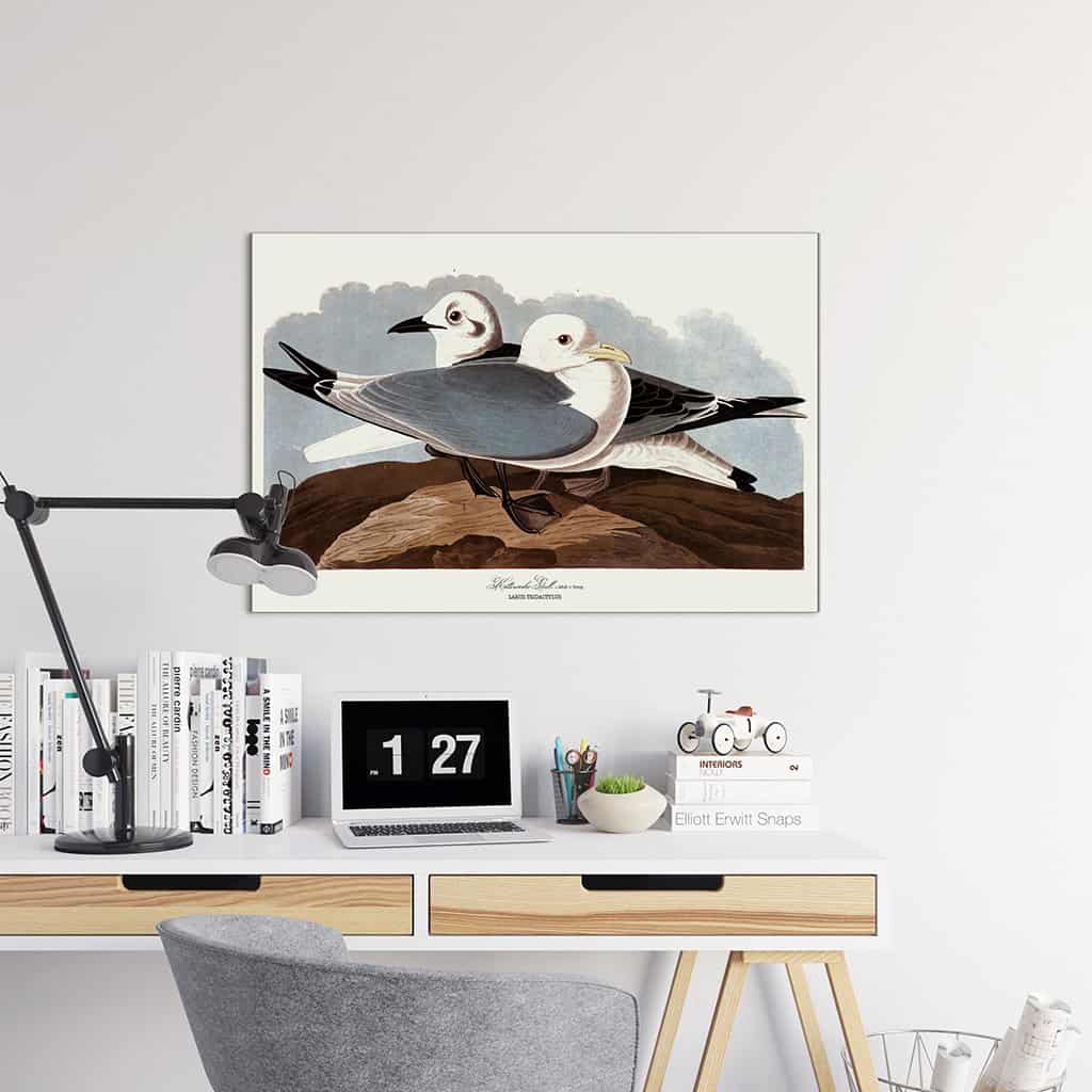 Kittiwake meeuw