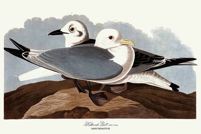 Kittiwake meeuw