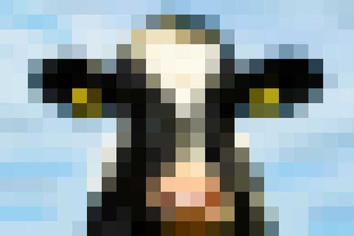 Koe - Pixel Art