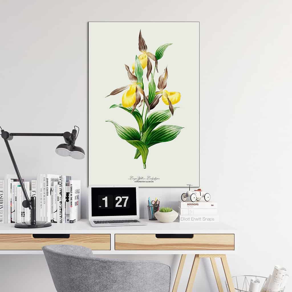 Groot Geel lieveheersbeestje