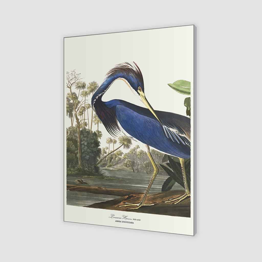 Louisiana Heron