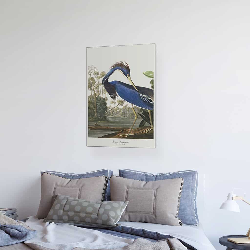 Louisiana Heron