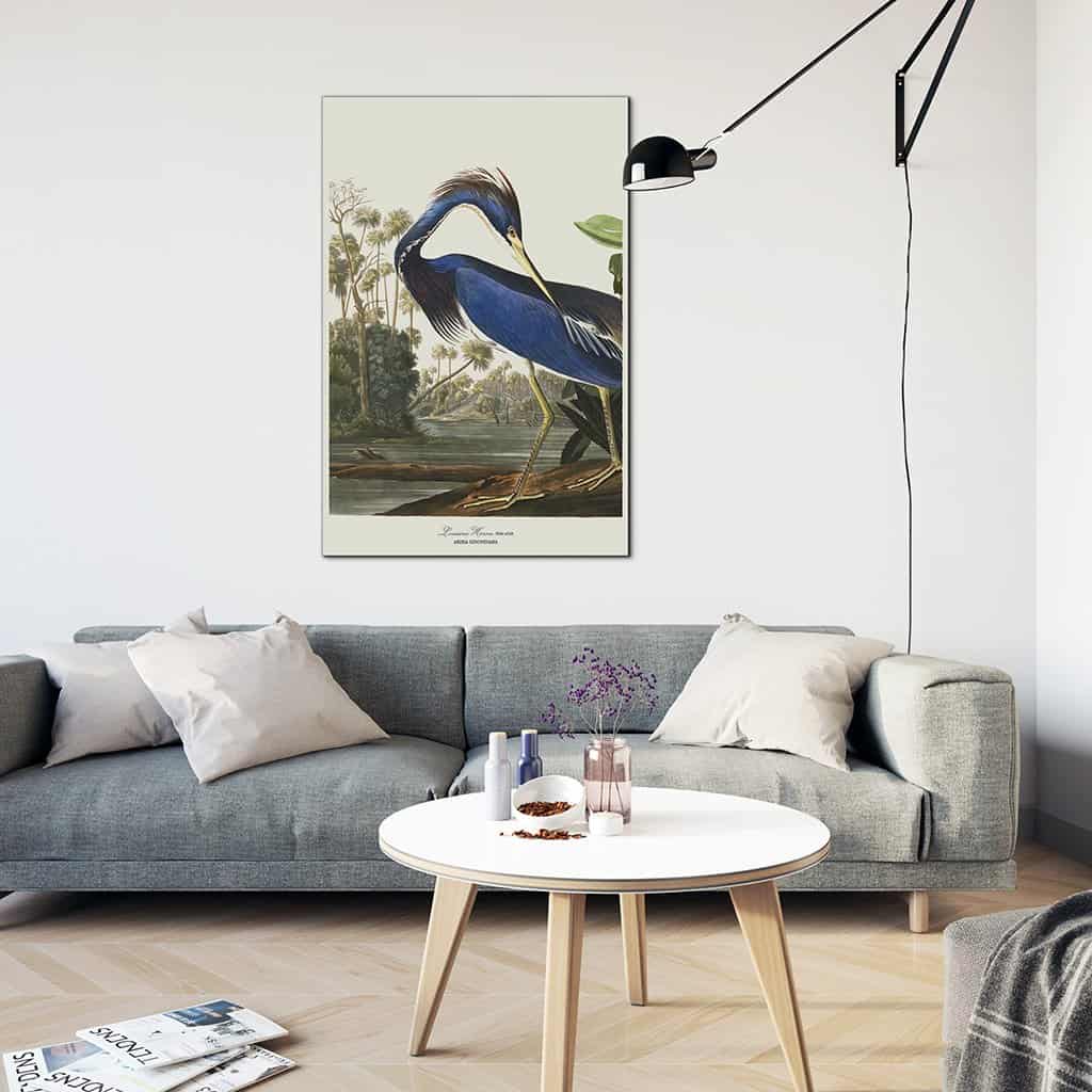 Louisiana Heron