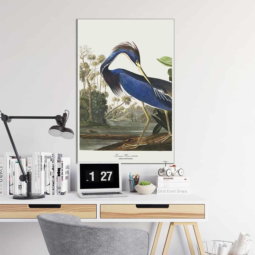 Louisiana Heron