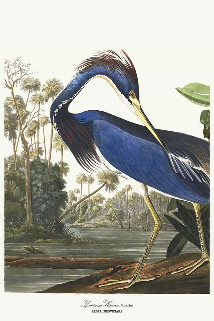 Louisiana Heron