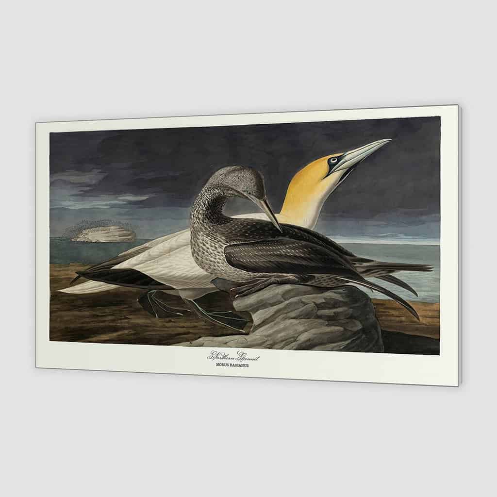 Noordelijke Gannet