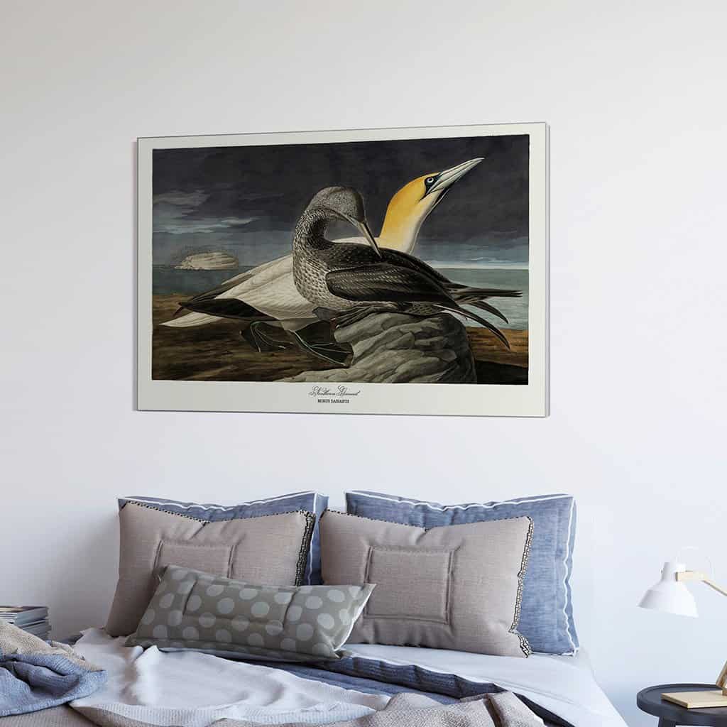 Noordelijke Gannet
