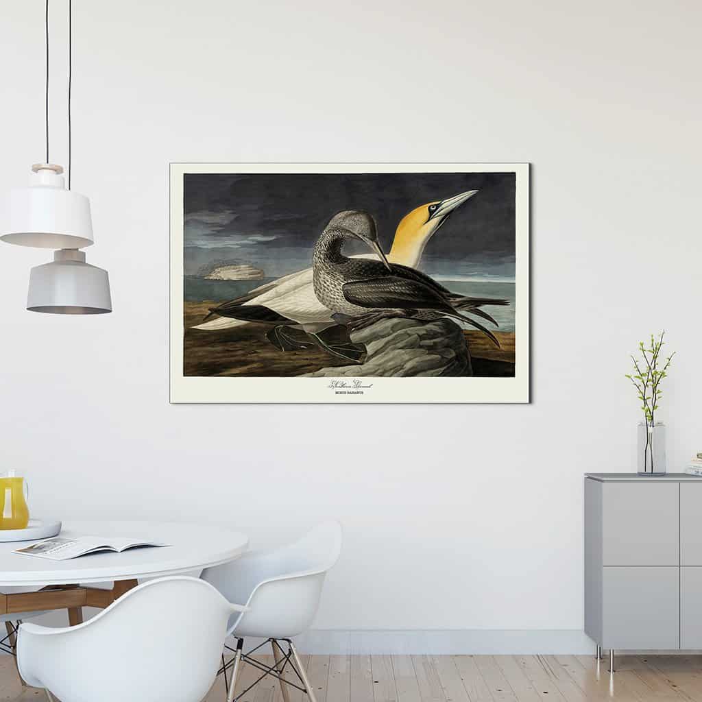 Noordelijke Gannet