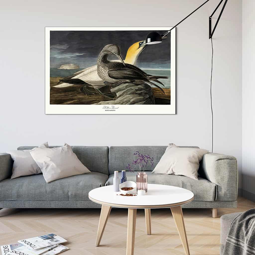 Noordelijke Gannet