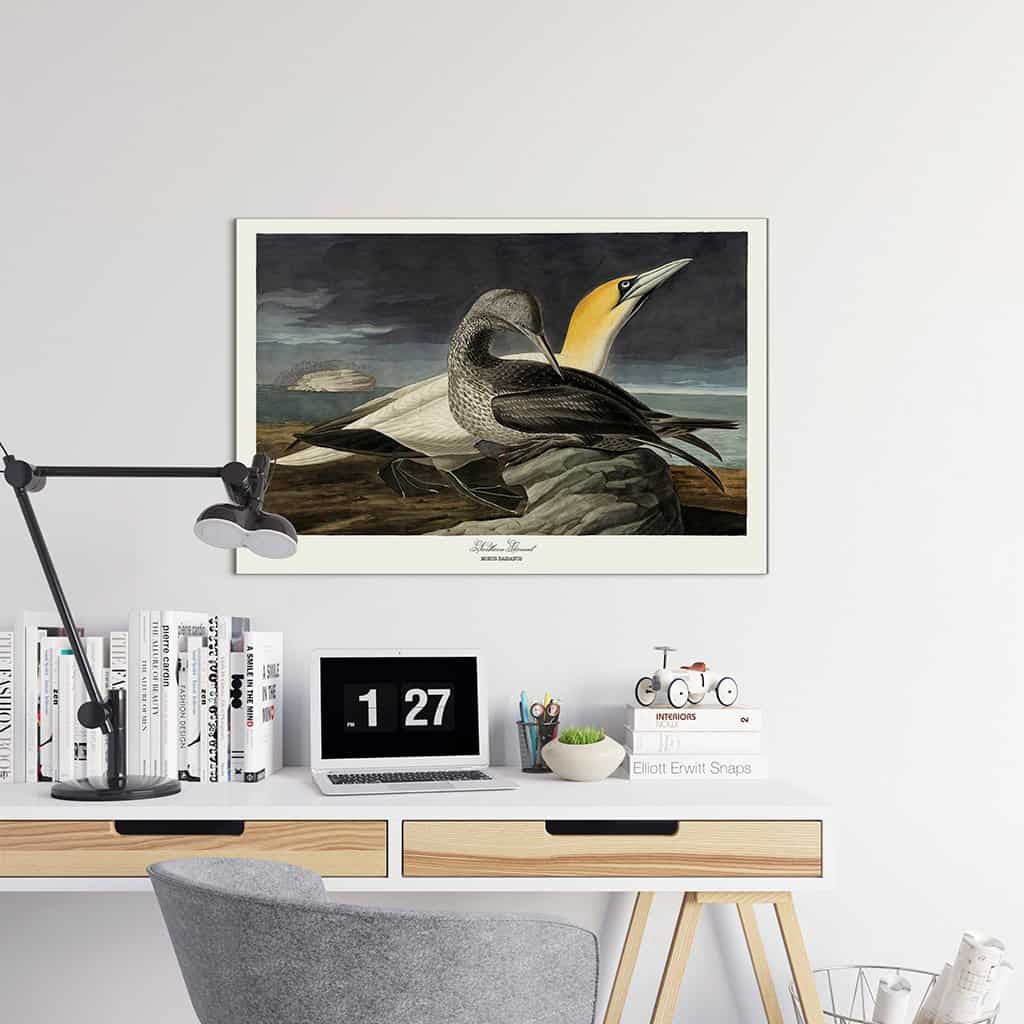 Noordelijke Gannet