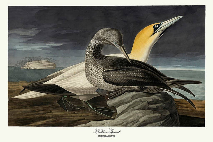 Noordelijke Gannet