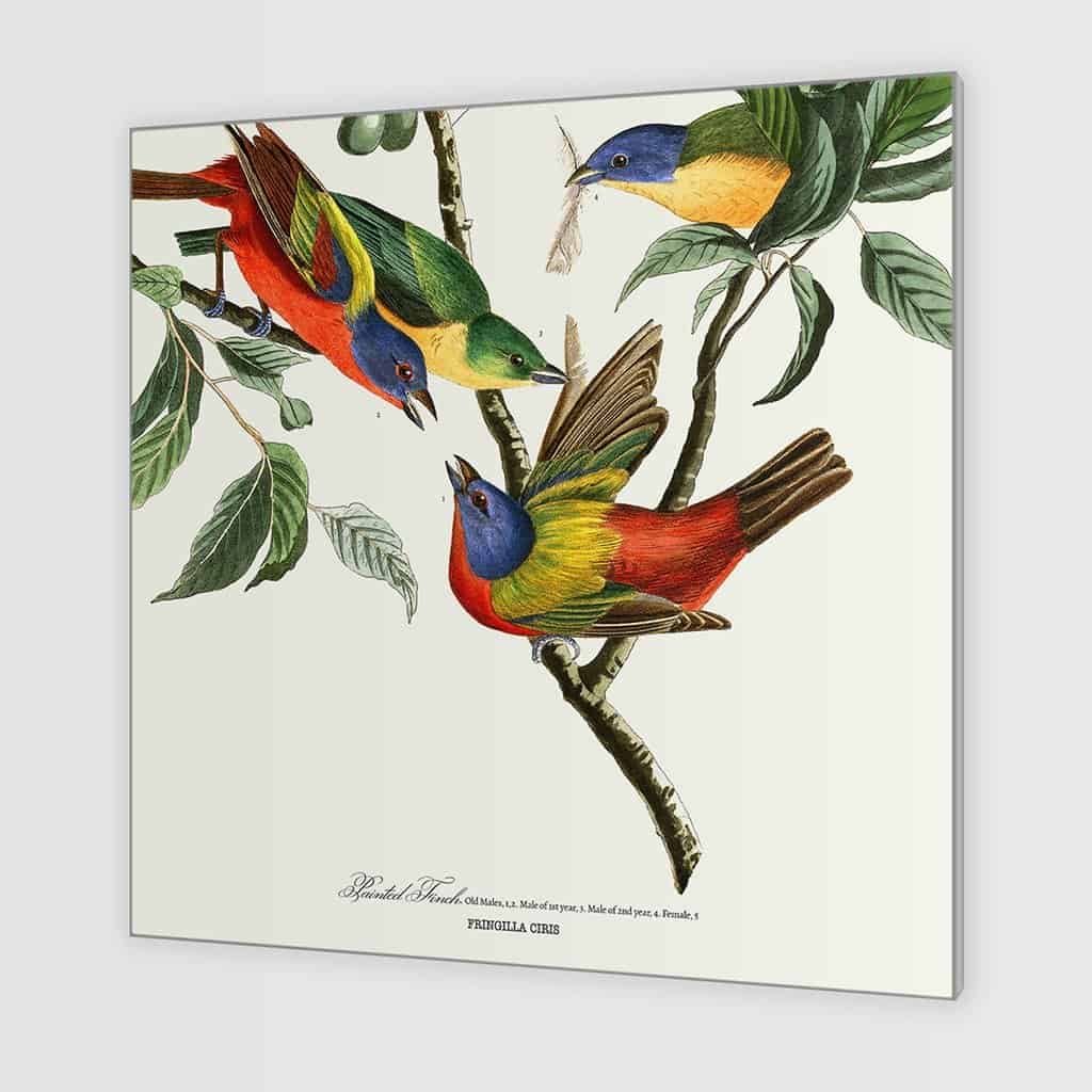 Geschilderde vink