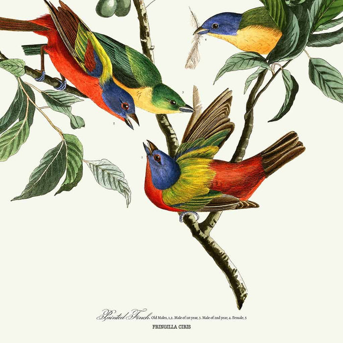 Geschilderde vink