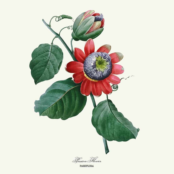 Rode Passiebloem